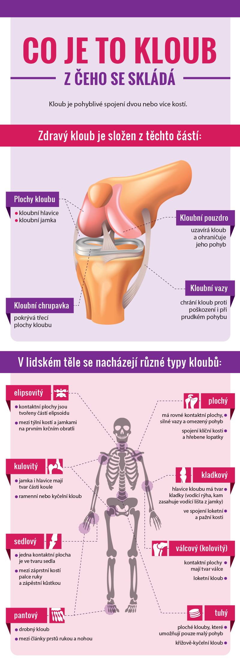 Kolik má clovek kloubu v těle?